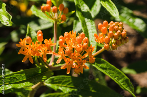 the first of the orange butterfly bushes to bloom this year photo