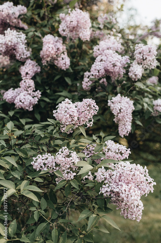 Blooming purple lilac flowers bush. Natural summer floral composition