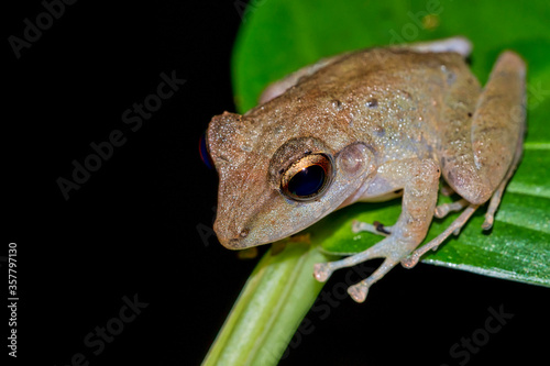 Tropical Frog  Tropical Rainforest  Corcovado National Park  Osa Conservation Area  Osa Peninsula  Costa Rica  Central America  America