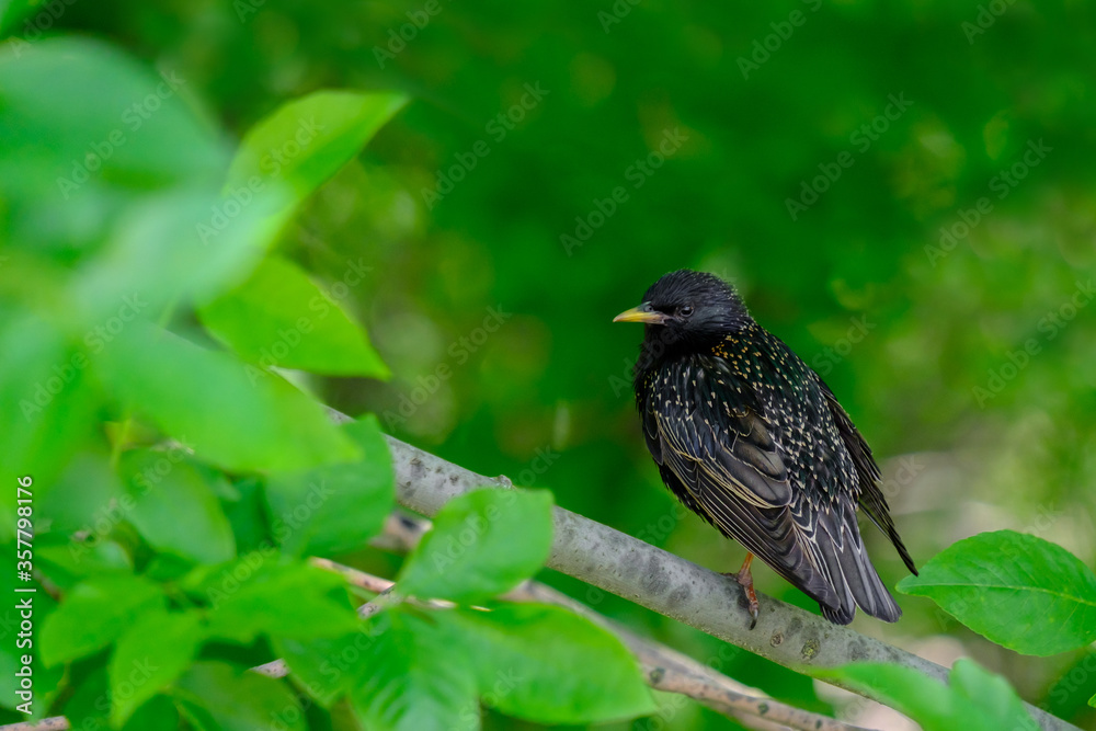 Common starling on a branch on a summer day. Heavily blurred green background. Beautiful warbler with black spotted plumage. Fauna of European nature. Common starling on a branch on a summer day. Heavily blurred green background. Beautiful warbler with black spotted plumage. Fauna of European nature.