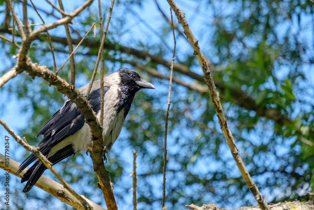 Selective focus on an ordinary gray crow sitting on a branch on a summer day. Heavily blurred background with tree branches and blue sky. Sunny. Selective focus on an ordinary gray crow sitting on a branch on a summer day. Heavily blurred background with tree branches and blue sky. Sunny.
