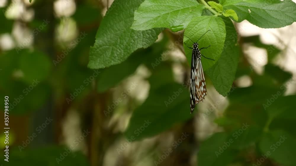 Tropical exotic butterfly in jungle rainforest sitting on green leaves, macro close up. Spring paradise, lush foliage natural background, defocused greenery in the woods. Fresh sunny romantic garden. Tropical exotic butterfly in jungle rainforest sitting on green leaves, macro close up. Spring paradise, lush foliage natural background, defocused greenery in the woods. Fresh sunny romantic garden.
