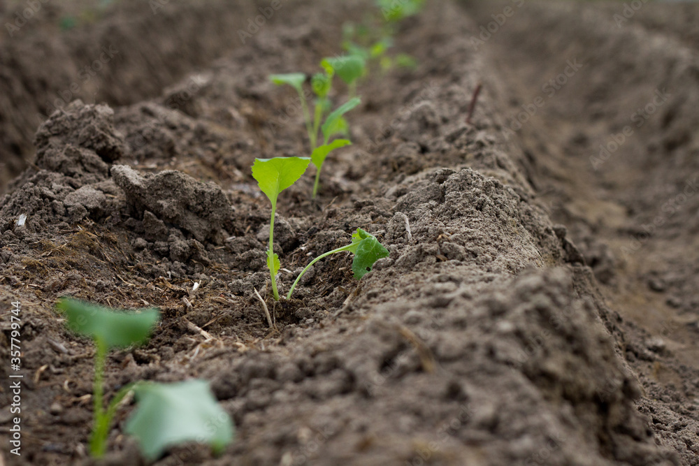 Cauliflower seedlings on bed (field) in soil, green seedlings on field, growing cabbage, plant cauliflower. Young cauliflower seedling growing in earth soil Cauliflower seedlings on bed (field) in soil, green seedlings on field, growing cabbage, plant cauliflower. Young cauliflower seedling growing in earth soil