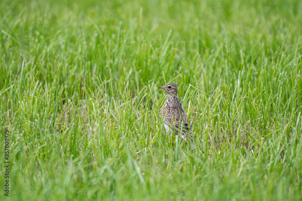 fieldfare, Turdus pilaris in the grass fieldfare, Turdus pilaris in the grass