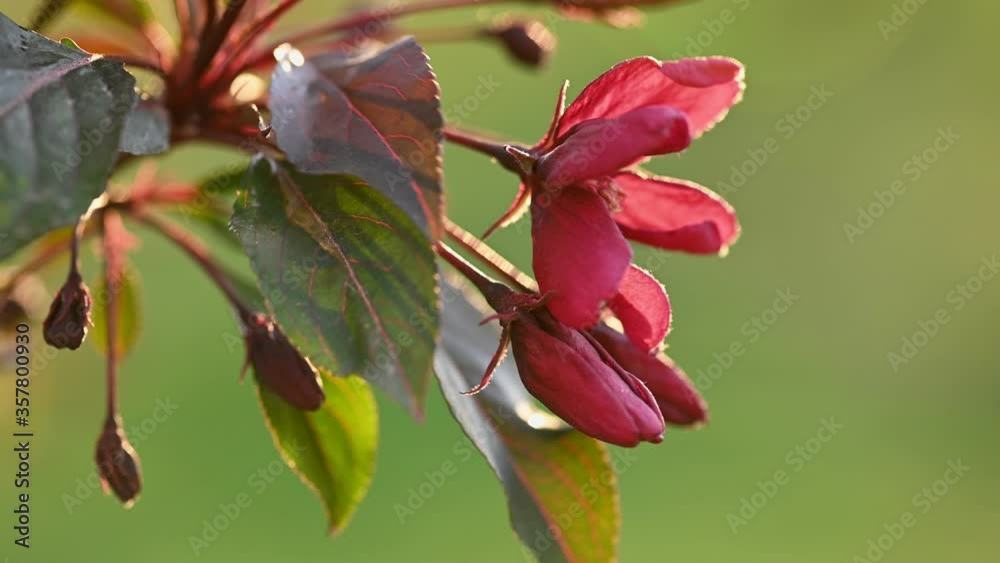 Spring red flower tree branch