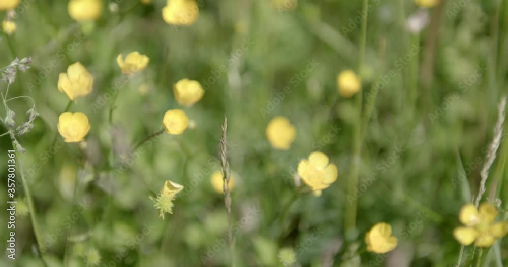 Close view with focus shift of yellow buttercup flowers, green grass Close view with focus shift of yellow buttercup flowers, green grass
