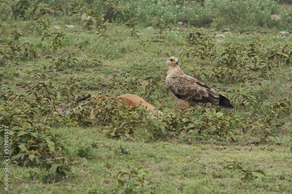 Tawny eagle with carrion eating impala Aquila rapax bird of prey Tawny eagle with carrion eating impala Aquila rapax bird of prey