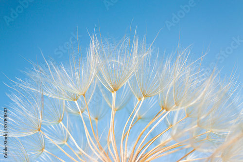 dandelion seeds close-up on a blue background. Abstraction