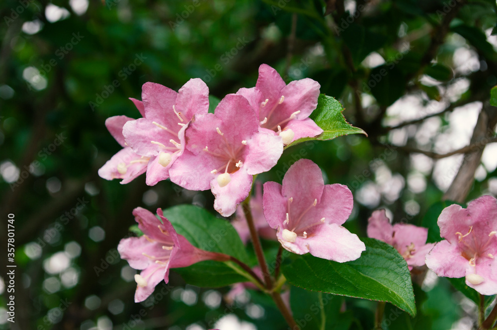 Weigela pink flowers blooming,spring time. Botanical background. Weigela pink flowers blooming,spring time. Botanical background.