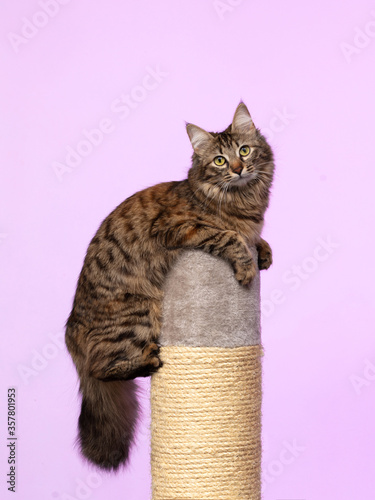 Beautiful cute curious young Siberian cat with a fluffy tail and tassels on the ears, hanging on a claw tip and looking at the camera, delicate lilac background, banner, mock-up