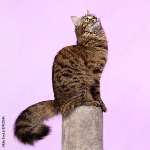 Beautiful cute curious young Siberian cat with a fluffy tail and tassels on the ears, sits on a claw-tip and looks at the top right corner, delicate lilac background, banner, mock-up