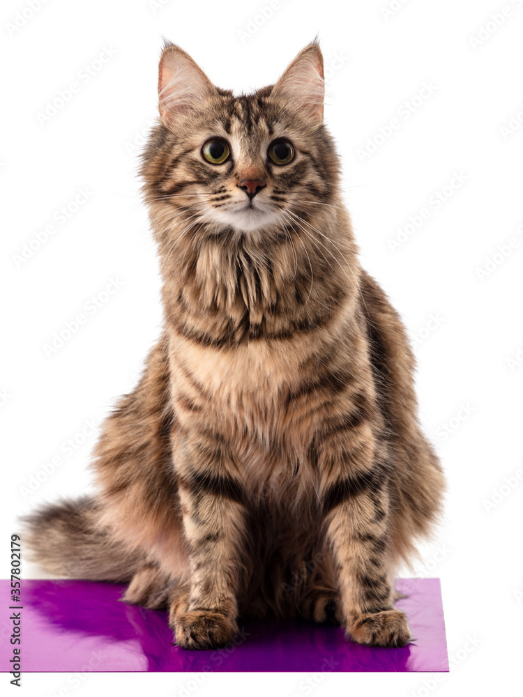 Beautiful cute curious young Siberian cat with a fluffy tail and tassels on the ears, sits on a purple shawl and looks right, isolated on white background, banner, mock-up