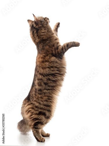 Beautiful cute curious young Siberian cat with a fluffy tail and tassels on the ears, jumps and stands on its hind legs, isolated on white background, banner, mock-up