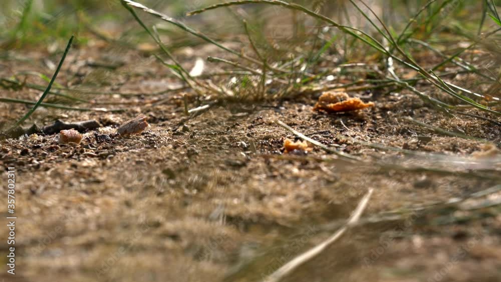 Swarm of ants working together for carrying bread to their nest - close up shot Swarm of ants working together for carrying bread to their nest - close up shot