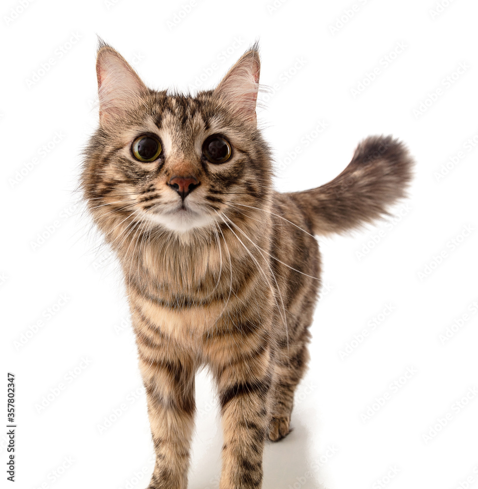 Beautiful interesting curious young Siberian cat with a fluffy tail and tassels on the ears, stands and looks at the camera, isolated on white background, banner, mock-up