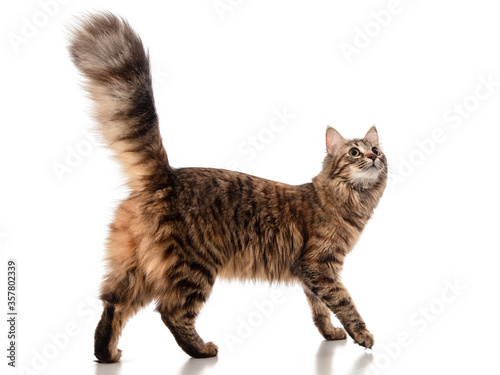 Beautiful interesting curious young Siberian cat with a fluffy tail and tassels on the ears, stands and looks at the top, isolated on a white background, banner, mock-up photo