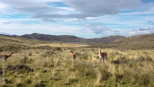 Llamas graze in nature, patagonia, chile. Wild llamas on a background of mountains in Patagonia, Chile photo