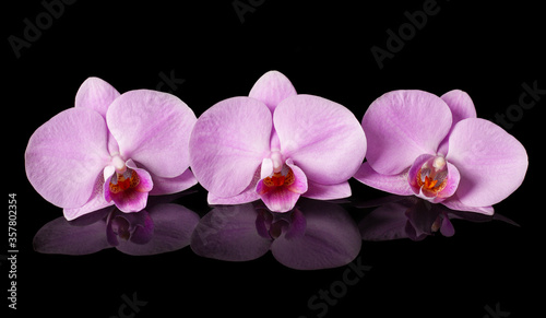 Orchids. Beautiful flowers with reflection