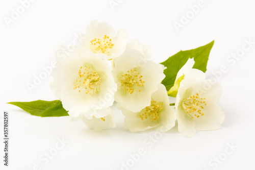 Blooming Jasmine flowers isolated on white background  close up