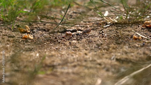 Swarm of ants working together for carrying bread to their nest - close up shot