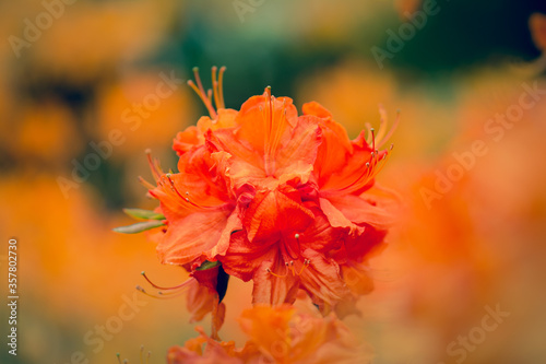 Orange vivid rhododendrons macro with shallow depth of field. Spring flowers in a botanical garden