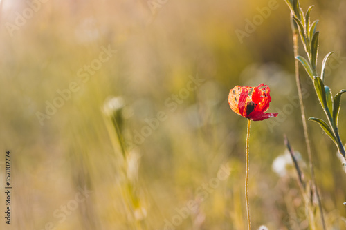 Single red dying poppy flower in a meadow. Sunshine  warm light  shallow depth of field