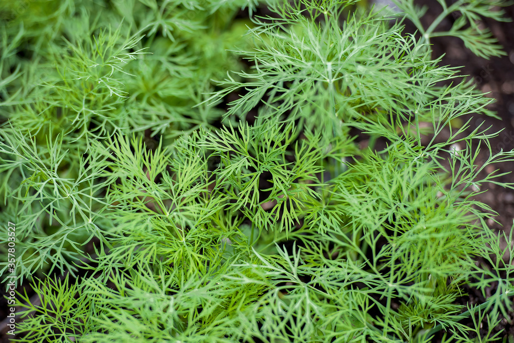 Fresh dill (Anethum graveolens) growing on the vegetable bed. Annual herb, family Apiaceae.  Growing fresh herbs. Green plants in the garden, ecological agriculture for producing healthy food concept