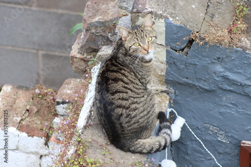 Tabby cat on wall