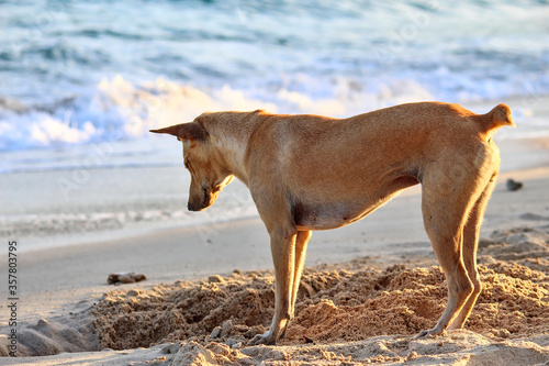 Color image of a dog digging sandy soil at a beach on Koh Larn, Pattaya
