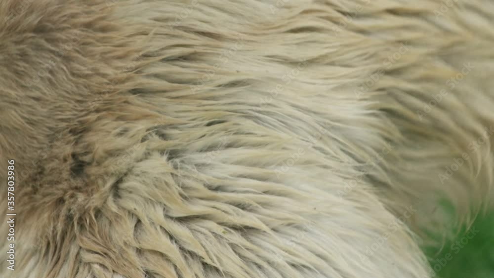 bear fights view from the back, close up bear fights view from the back, close up