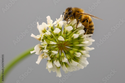 Close-up of a bee on clover flower