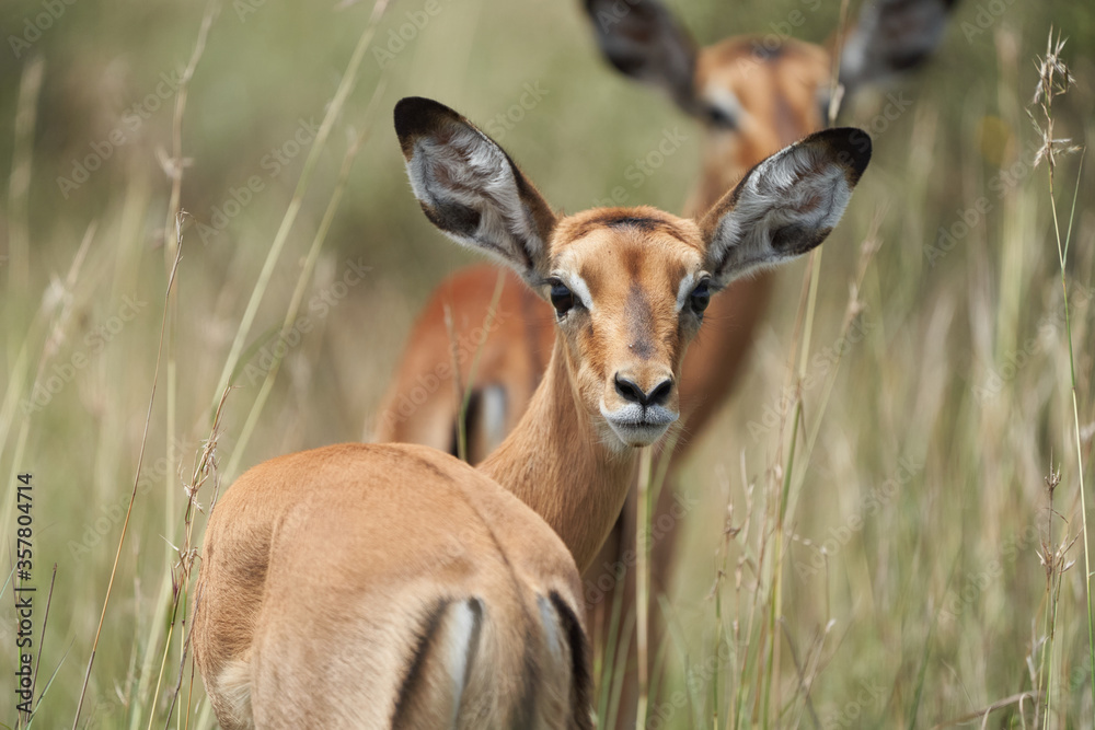 Impala Group Impalas Antelope Portrait Africa Safari Impala Group Impalas Antelope Portrait Africa Safari