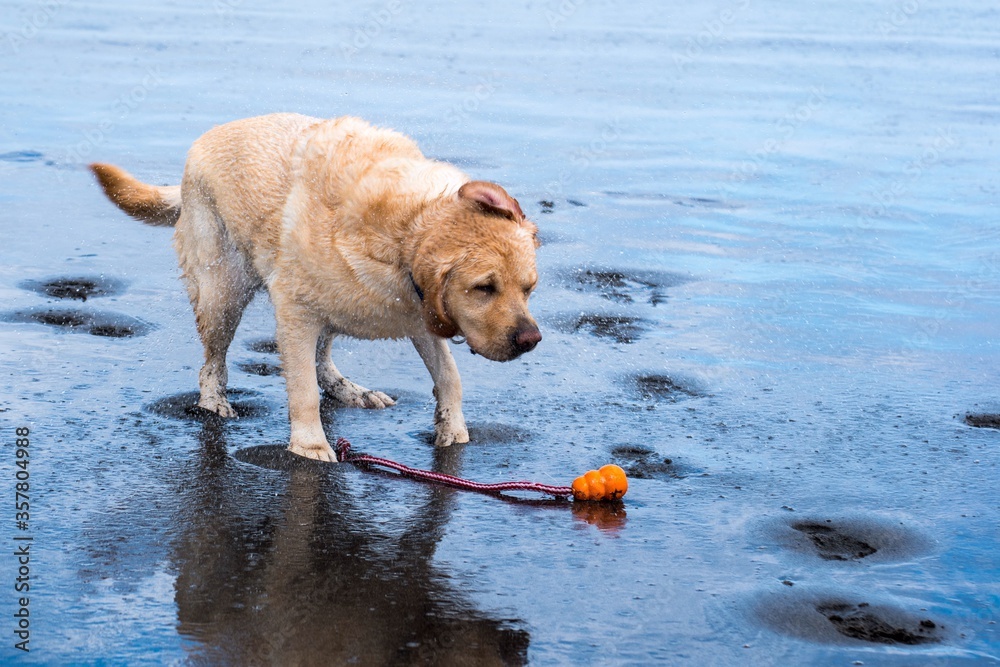 Perro se sacude el agua del mar