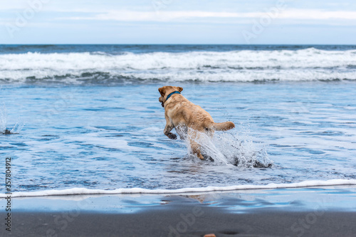 En la playa pare perros, carrera hacia el mar