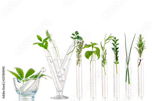 Green fresh plant in glass test tube in laboratory on white background. Close up macro  on white