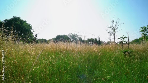 Beautiful barley and oat field with cereal plant growing and the wind blows them - wide angle shot