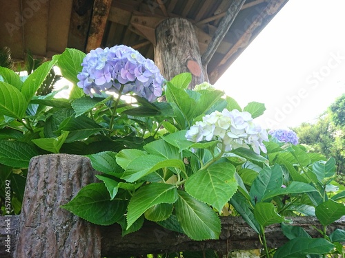 軒下の紫陽花