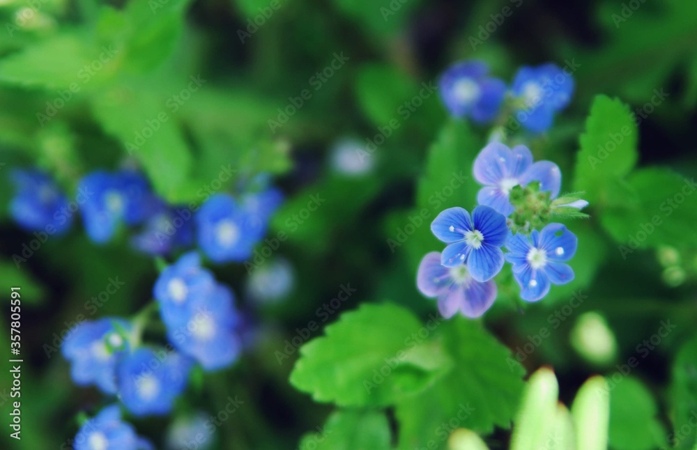 forget me not flower on sunny day. boraginaceae plant in nature forget me not flower on sunny day. boraginaceae plant in nature