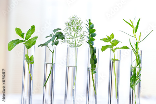 Green fresh plant in glass test tube in laboratory on white background. Close up macro, on white