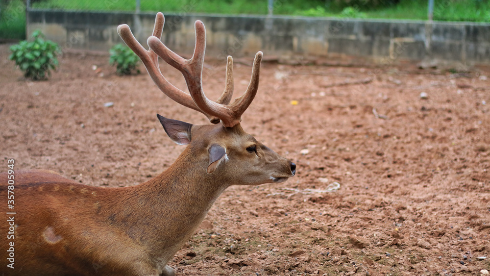 Obraz premium Chital or Deer with antler lying or relaxing in the cage or enclosure at zoo or animal rehabilitation