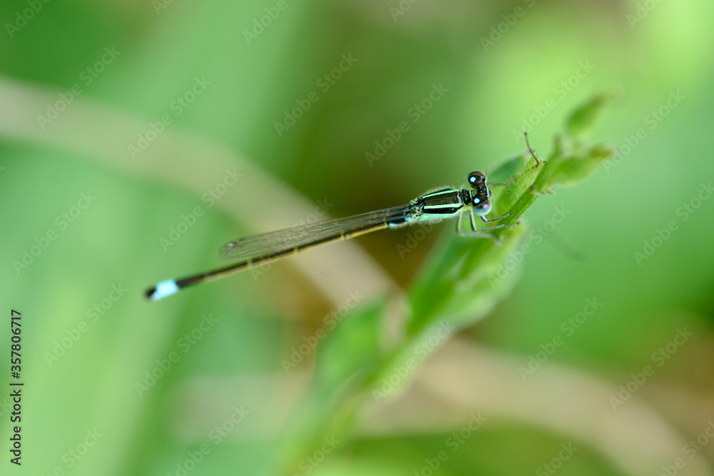 dragonfly in on a plant