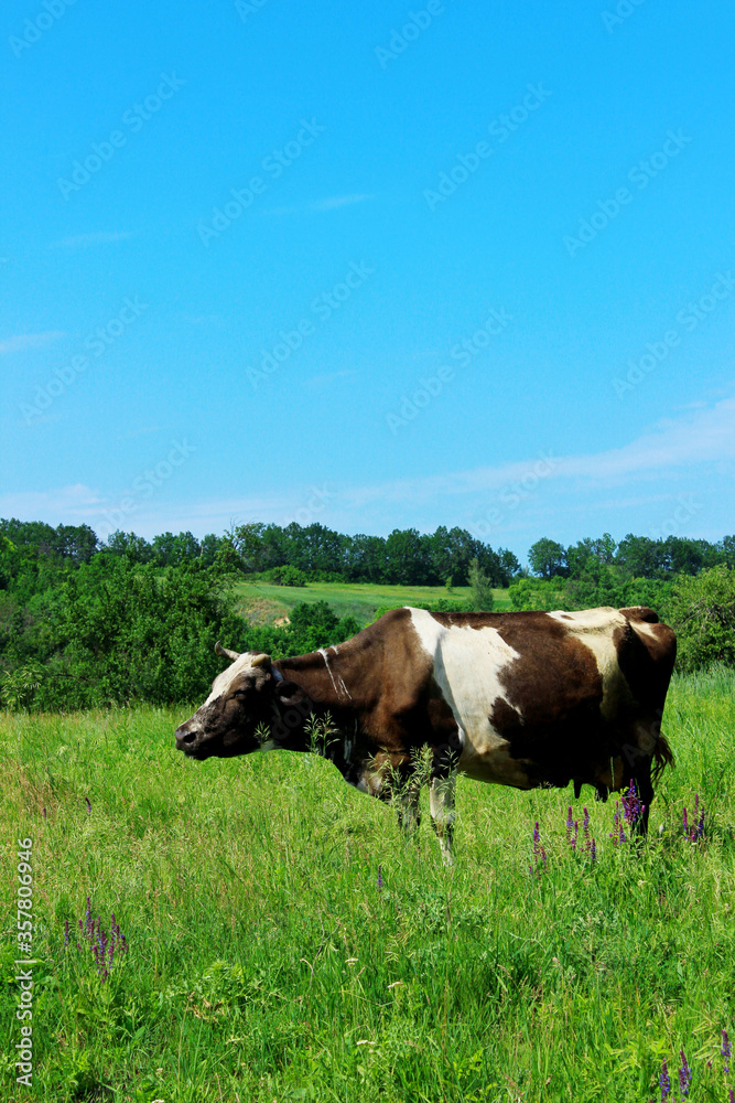 Cow standing in farm pasture. Shot of a herd of cattle on a dairy farm. Nature, farm, animals concept. Cow and beautiful landscape background.