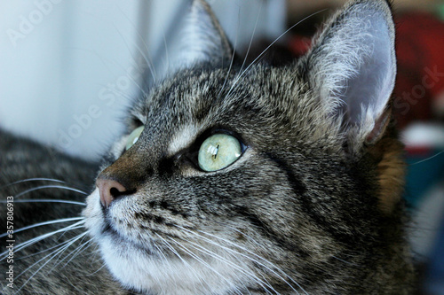 Tabby cat looking to the side, close up view. Animals, pets, mammals concept. Cat, cropped shot.