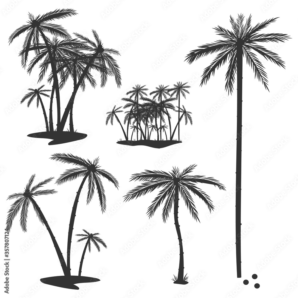 Palm tree vector black silhouettes set isolated on a white background.