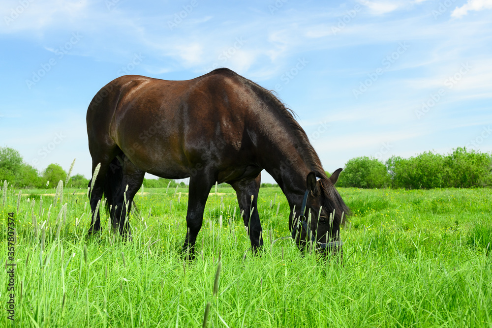 Obraz premium One adult dark bay horse is eating the grass in the pasture.