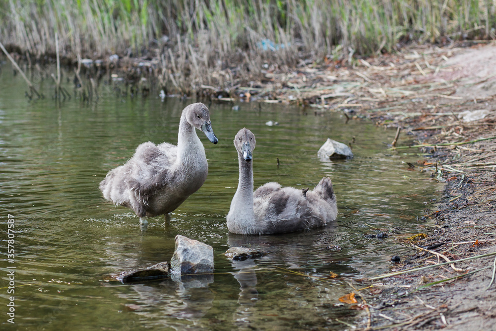 Fototapeta premium swans on the lake