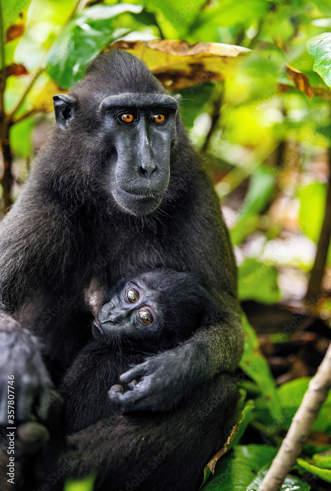 Obraz premium The Celebes crested macaque and cub. Cub nursing her mother's breast milk. Crested black macaque, Sulawesi crested macaque, Sulawesi macaque or the black ape. Natural habitat. Sulawesi. Indonesia.