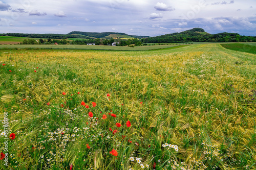 A yellow-green field with red poppies and a rainy sky