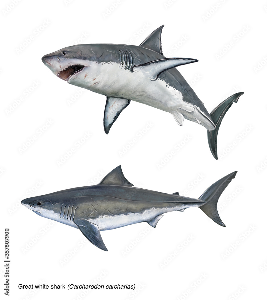 Fototapeta premium realistic illustration of great white shark (Carchadon carcharias) in 2 poses