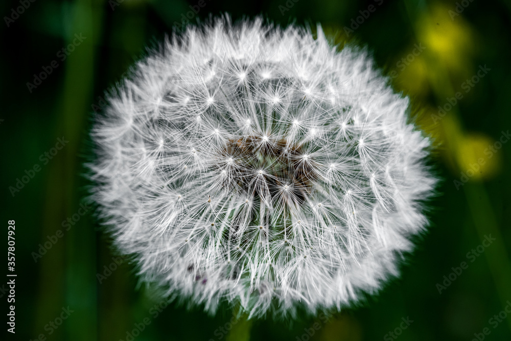 Fototapeta premium close up white and precisely constructed dandelion